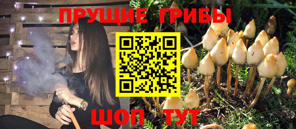 купить   Галлюциногенные грибы Psilocybine cubensis  Вышний Волочёк  Галлюциногенные грибы MAGIC MUSHROOMS 